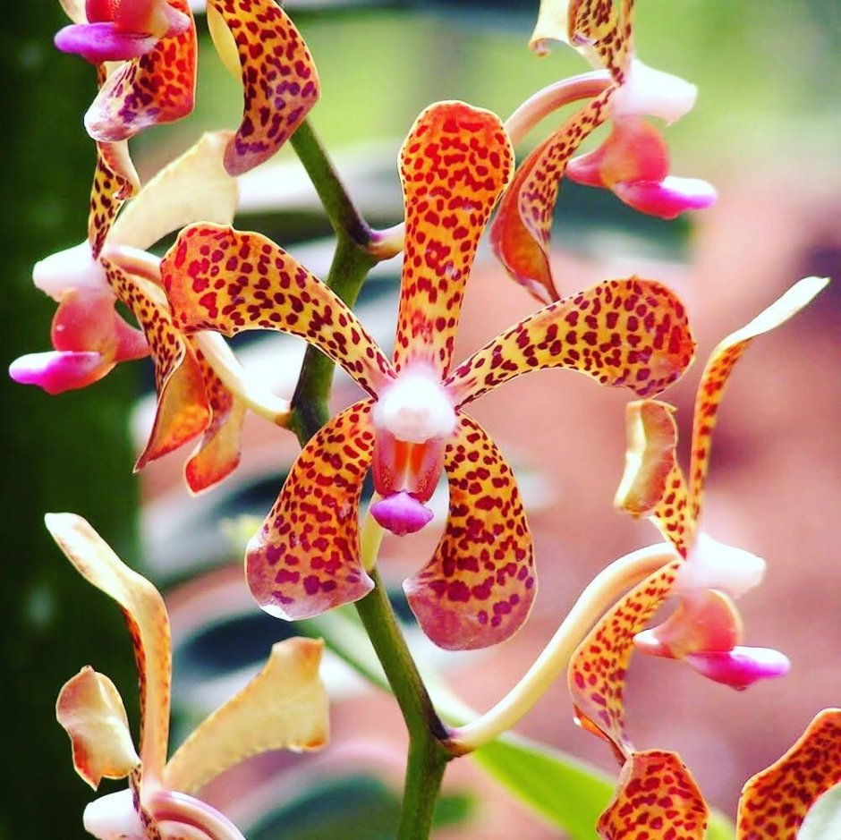 Аранда Орхидея
