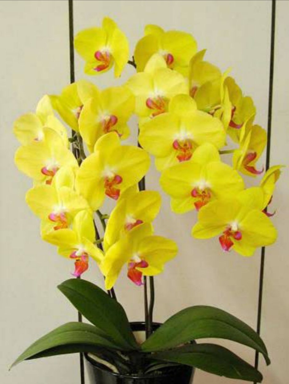 Орхидея фаленопсис Фуллер Сансет