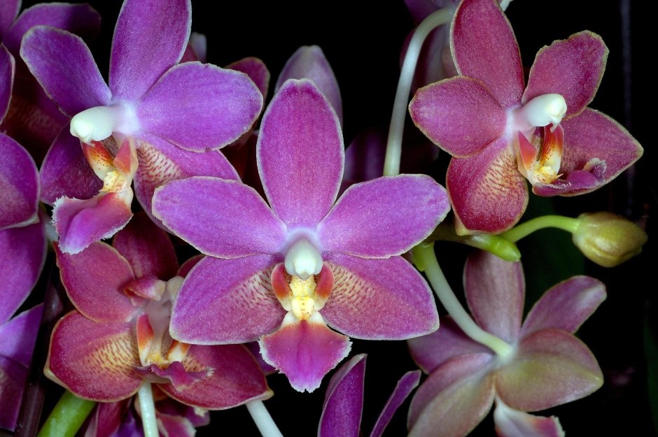 Орхидея Сансет