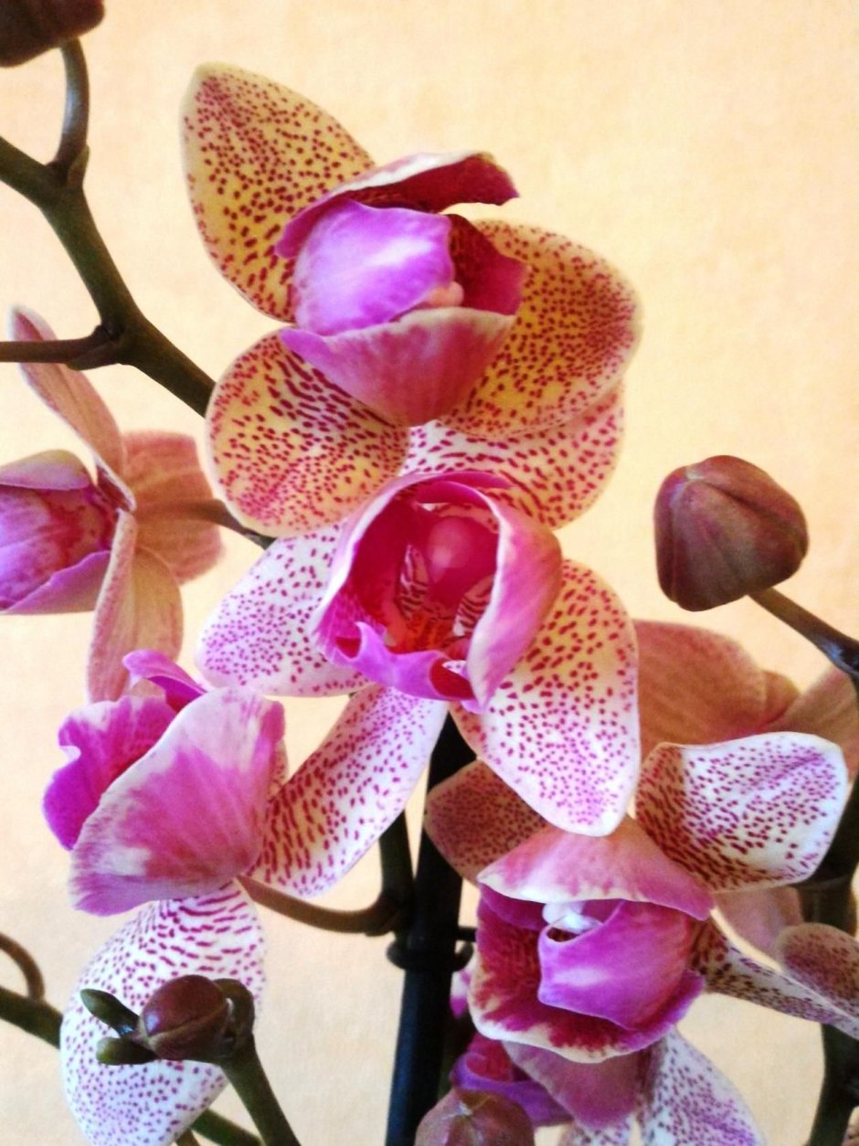 Орхидея Брайт Майя