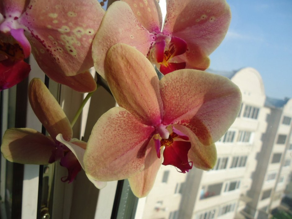 Сансет орхидея фаленопсис