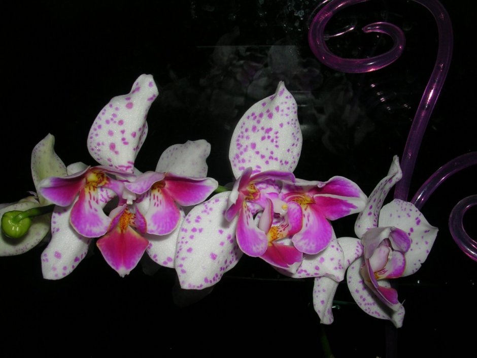 Орхидея фаленопсис Сансет Фейри