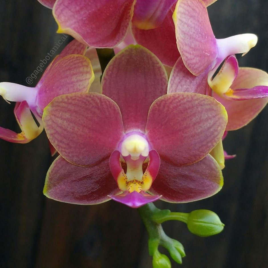 Орхидея Phalaenopsis Golden Beauty