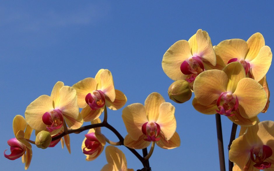 Орхидея Alabaster