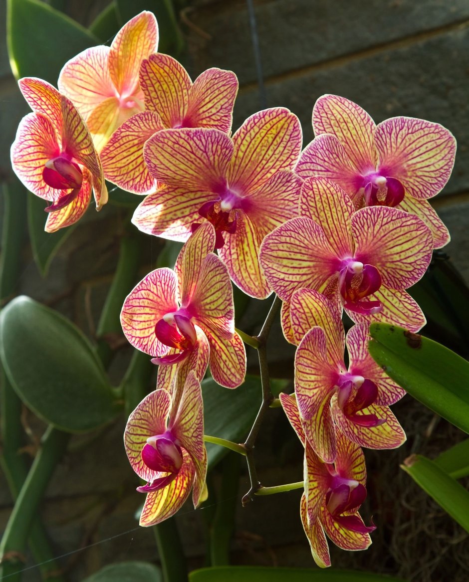 Эквестрис Альба Орхидея