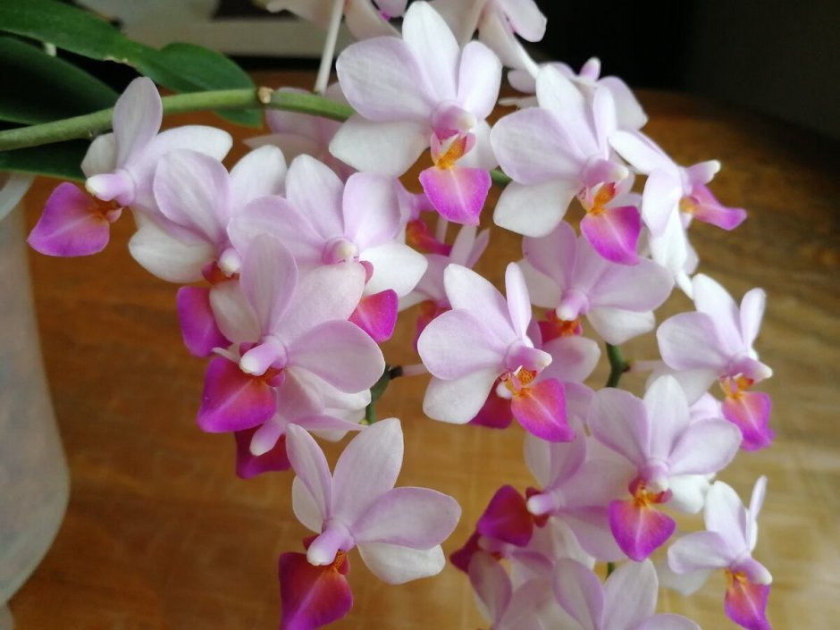 Орхидея Льюис Берри
