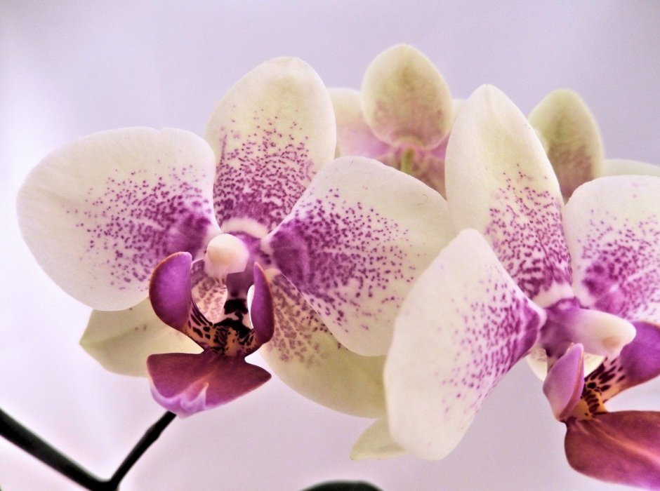 Орхидея Калипсо фаленопсис
