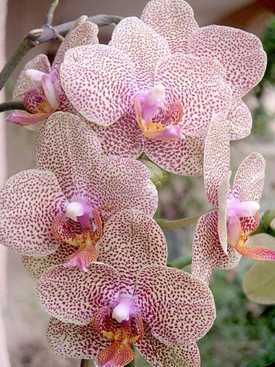 Орхидея Pinterest
