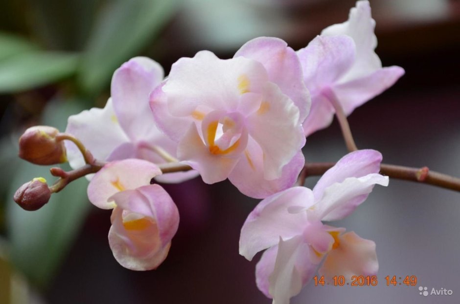 Орхидея Льюис Берри бабочка