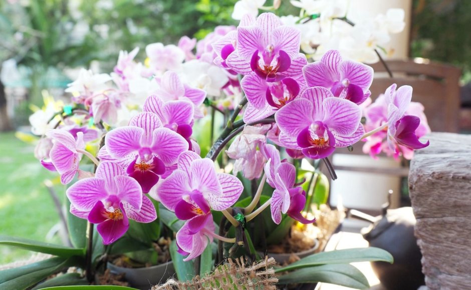 Орхидея сакрифайс
