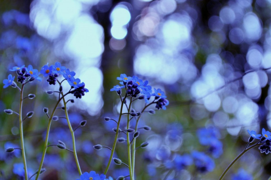 Голубые полевые цветы