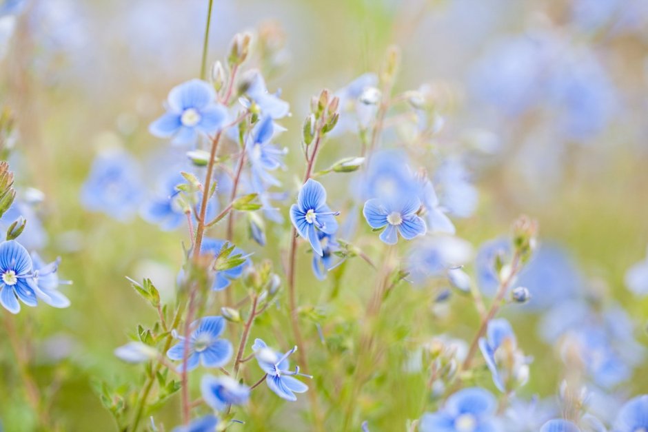 Цветы голубые полевые