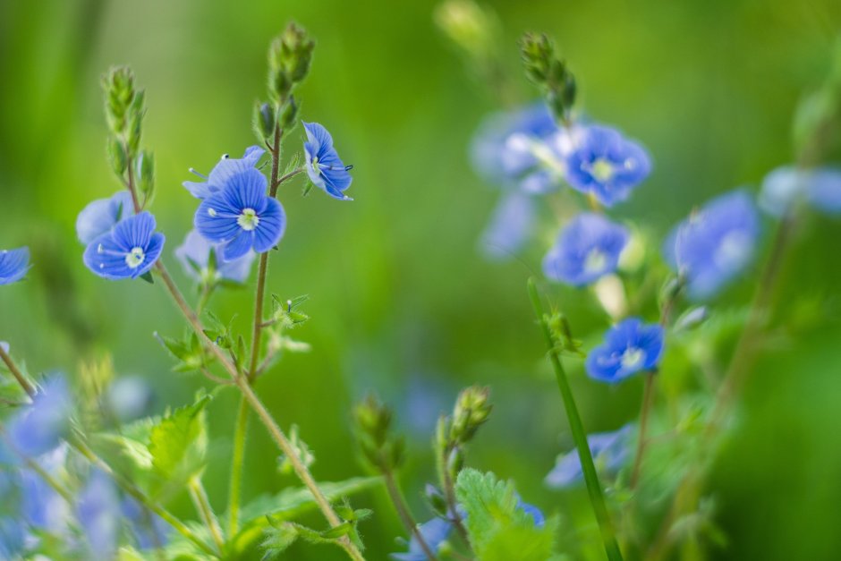 Цветы голубенькие луговые