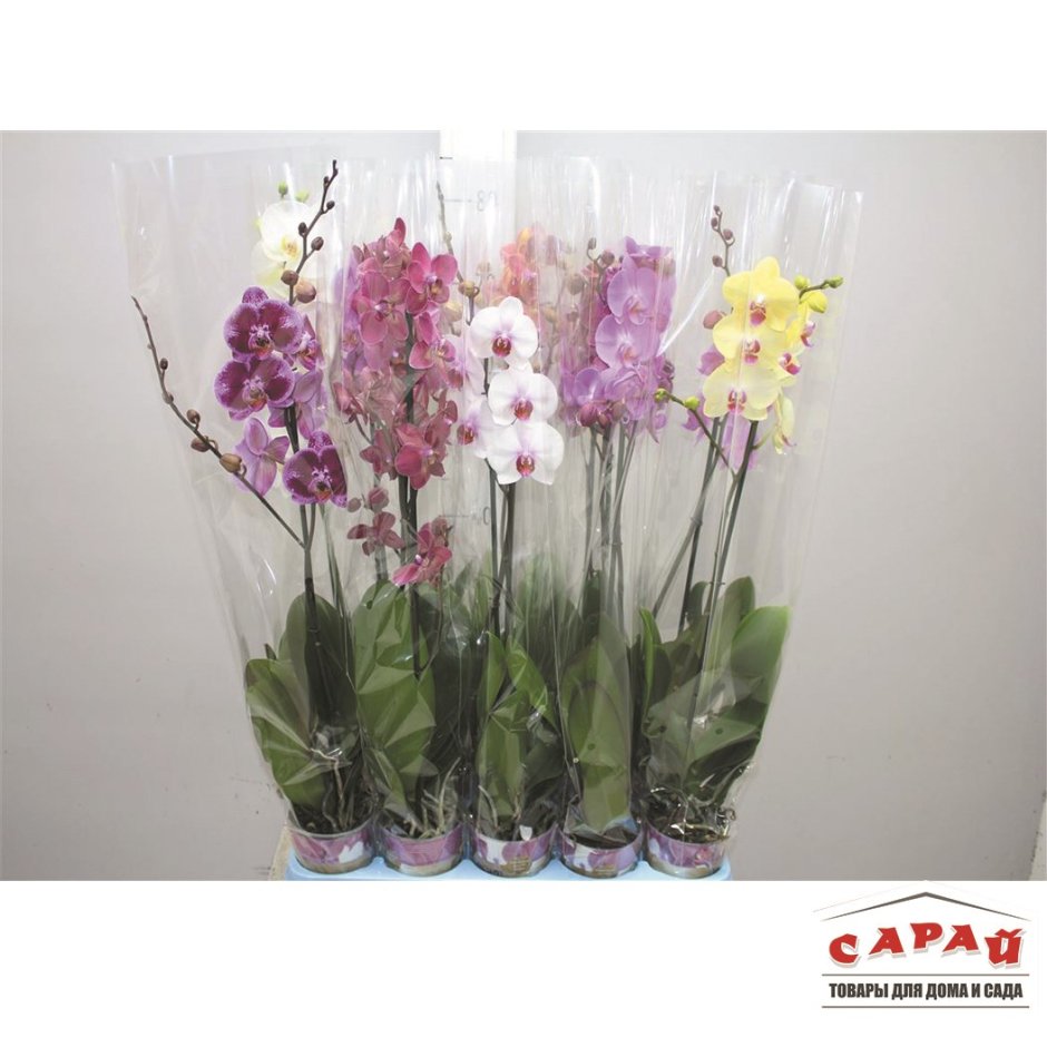 Композиция с орхидеями в стеклянной вазе
