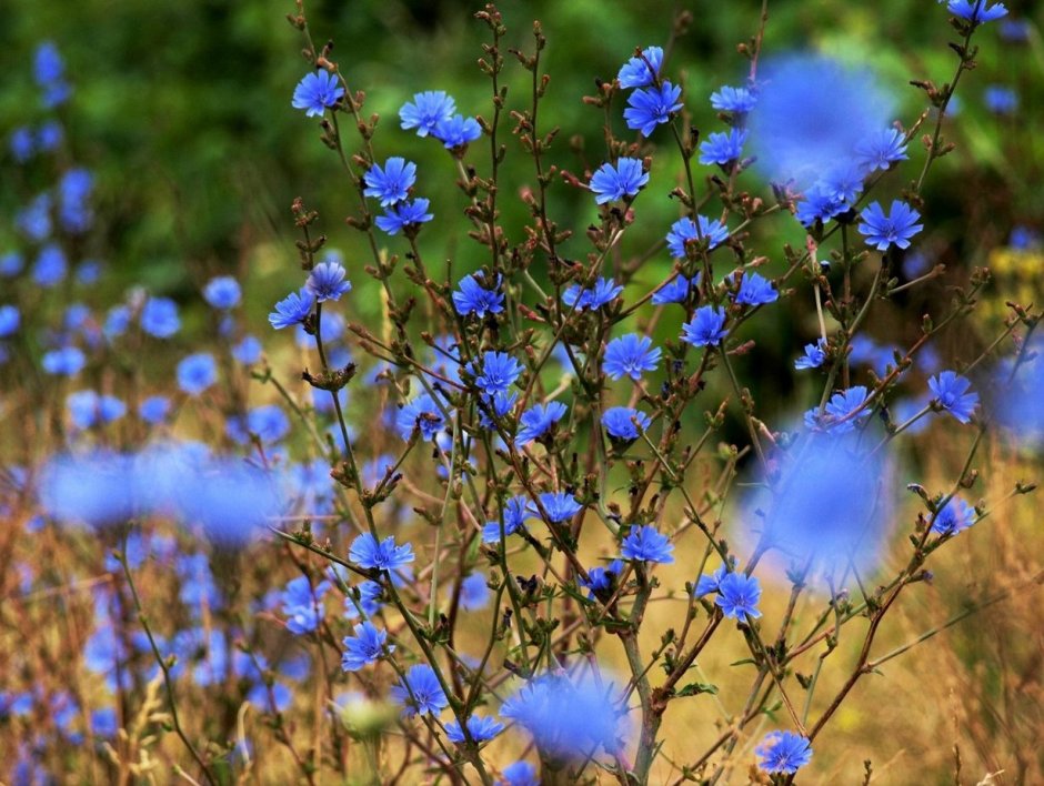 Голубые цветочки цикорий