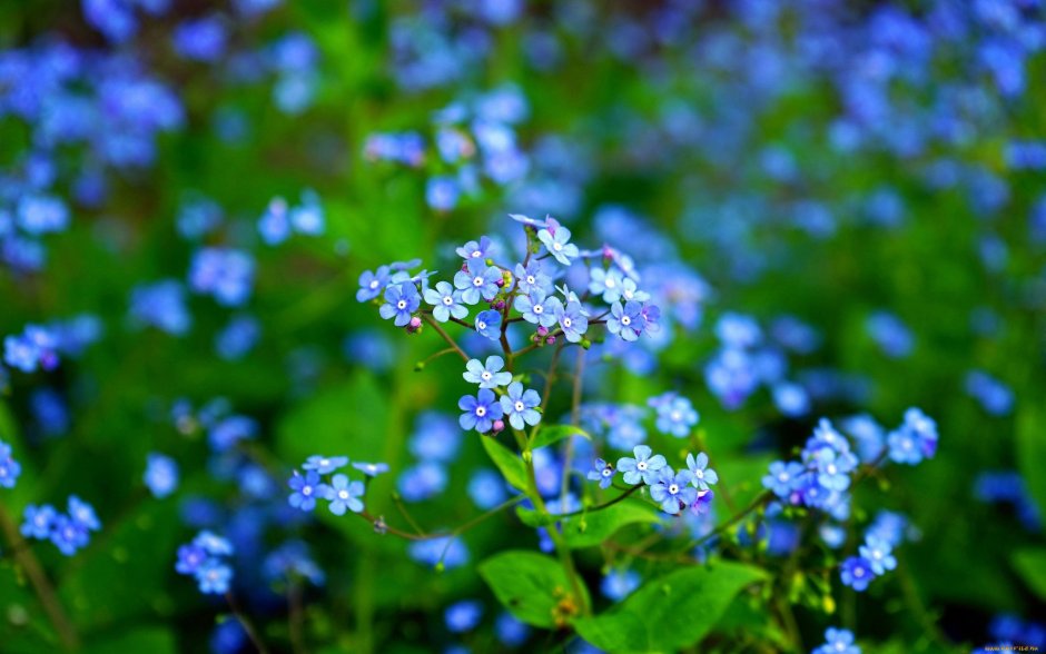 Синие цветы полевые незабудки