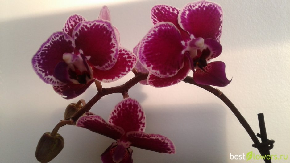Орхидея на стене Живая