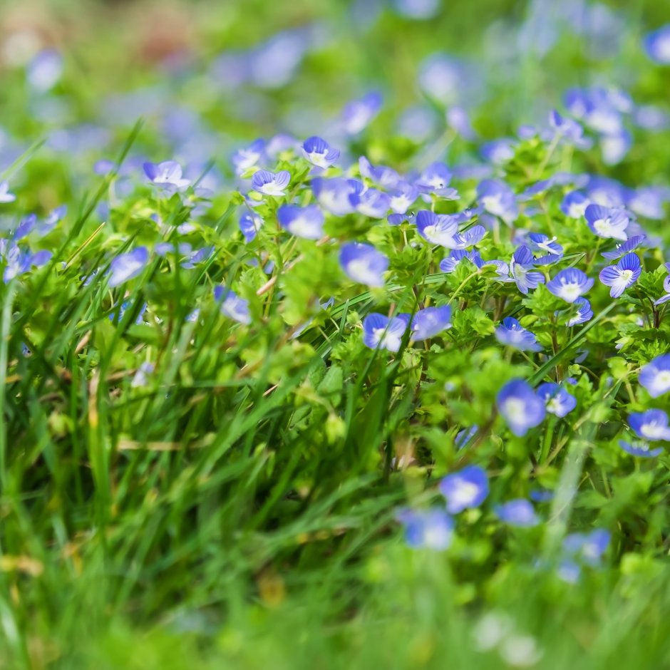 Трава с маленькими синими цветочками