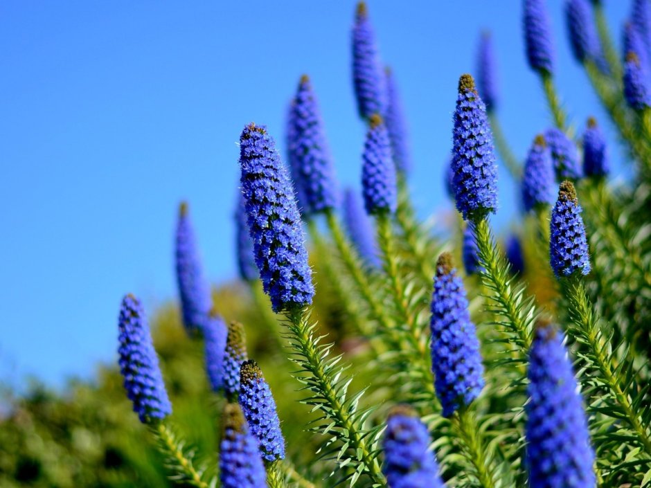 Синие полевые цветы названия