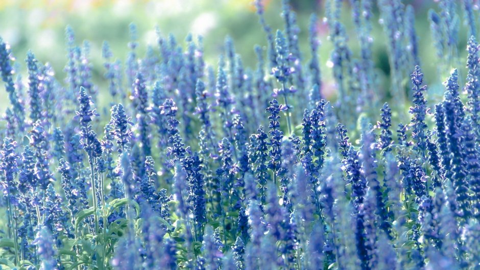 Синие полевые цветы