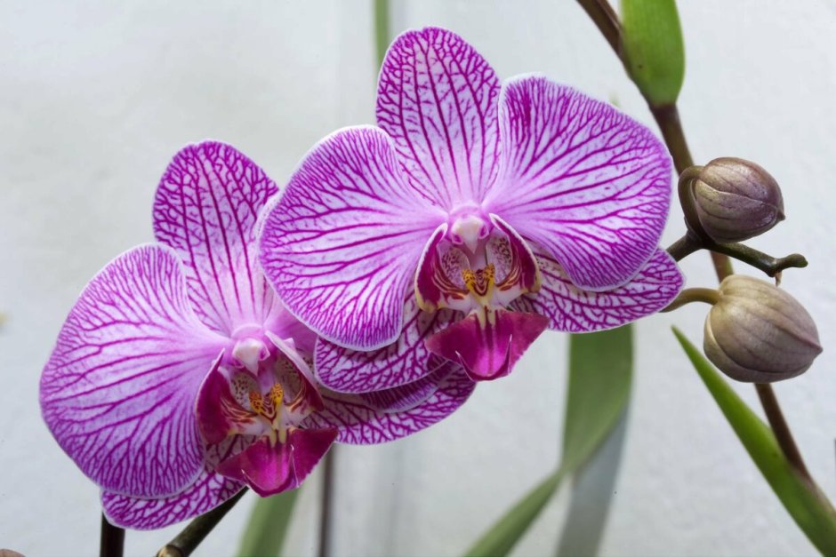 Орхидея фаленопсис адам