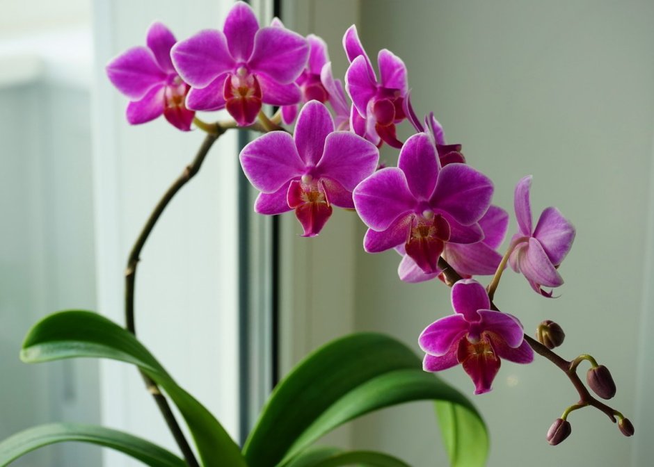 Богемия орхидея