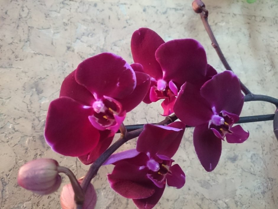 Бордовая Орхидея фаленопсис