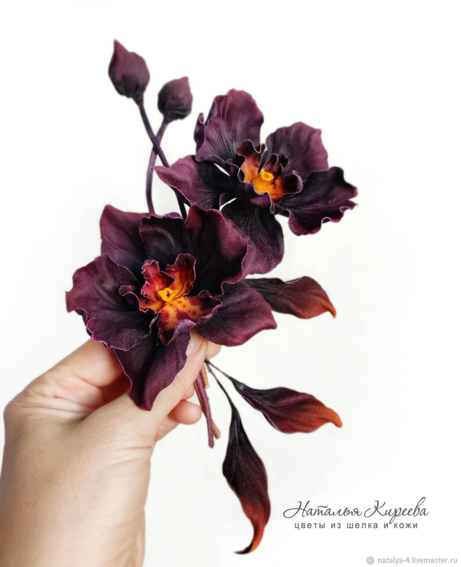 Орхидея с бархатными цветами