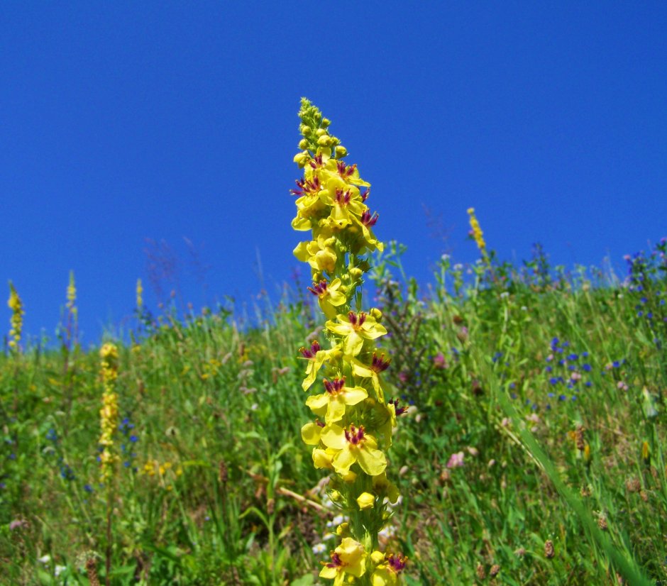 Коровяк Verbascum Dark Eyes