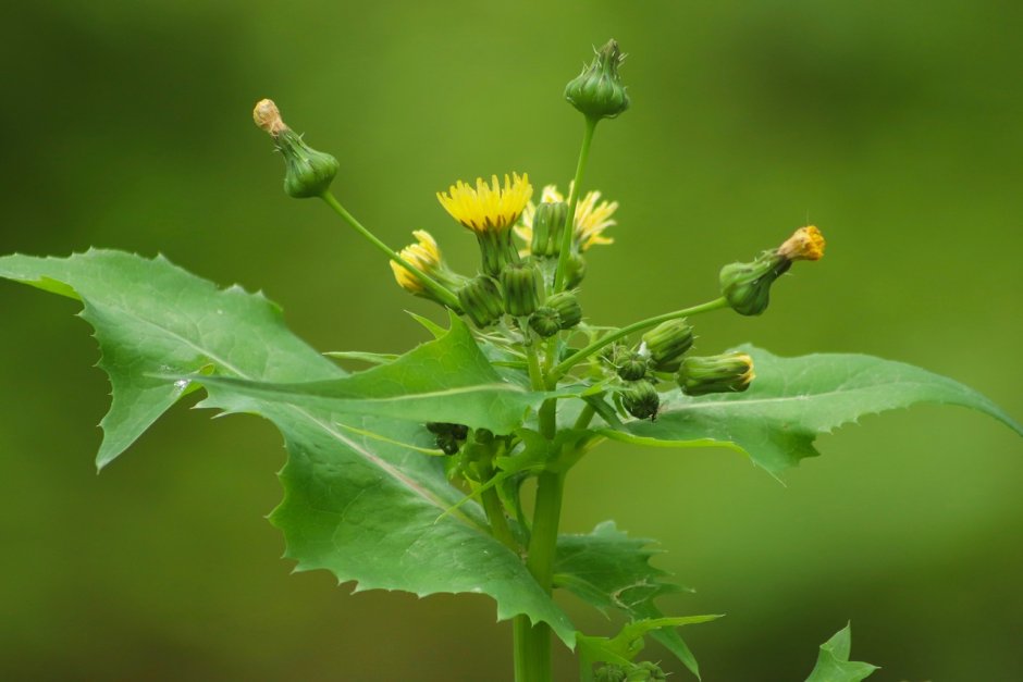 Осот огородный (Sonchus oleraceus)