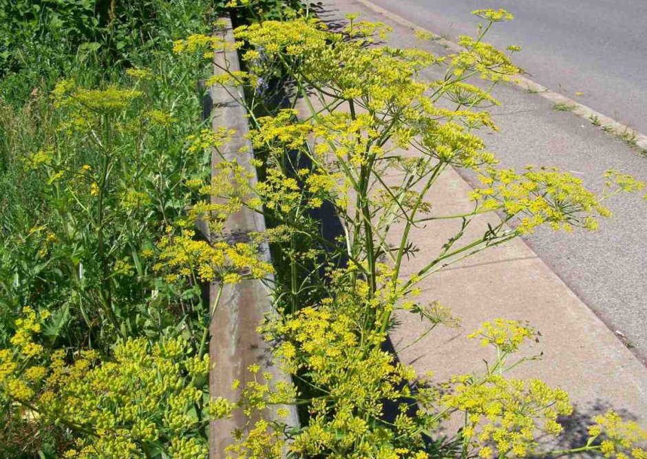Борщевик желтые цветы