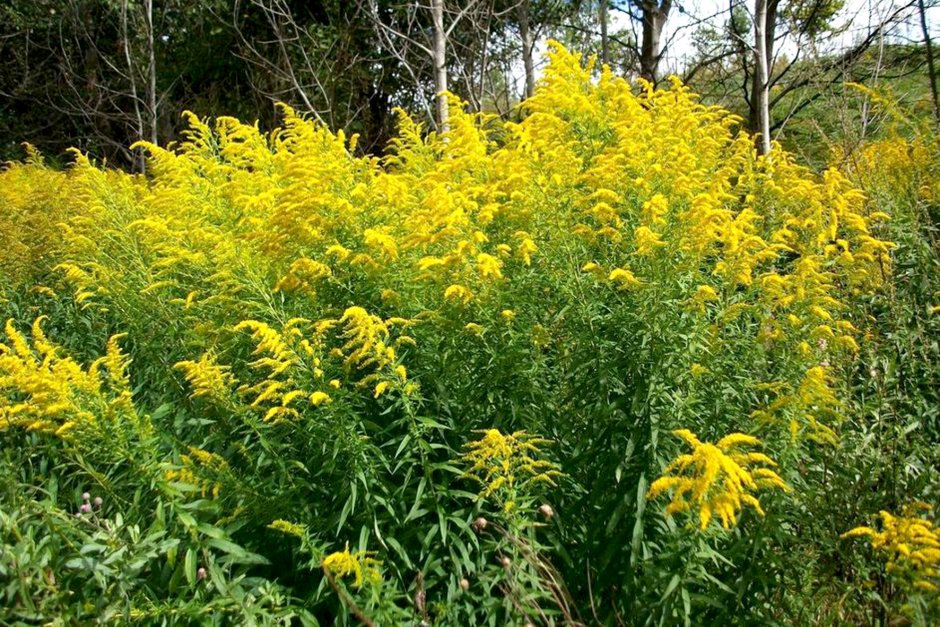 Золотарник канадский (Solidago canadensis)