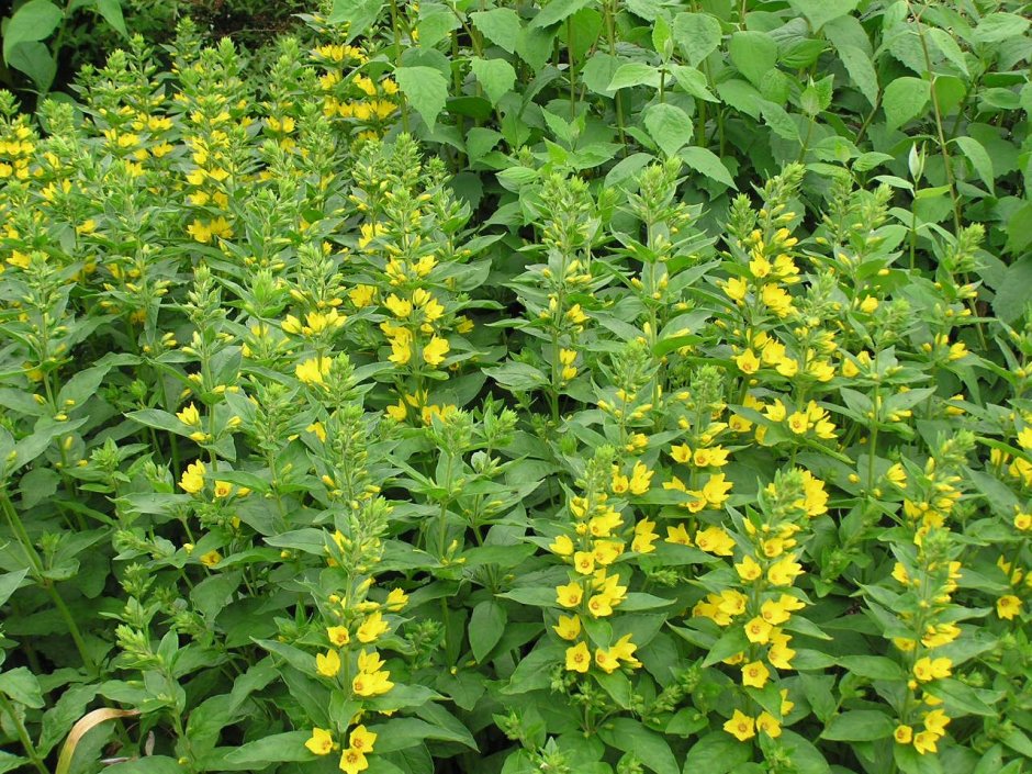 Вербейник точечный (Lysimachia punctata)