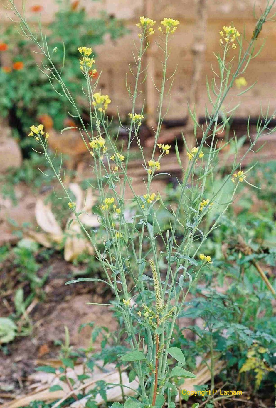 Горчица сарептская — Brassica juncea