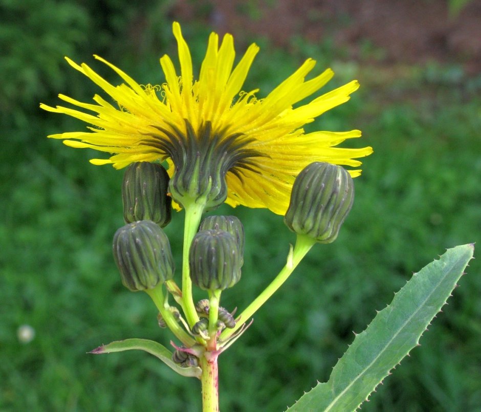 Осот огородный (Sonchus oleraceus)