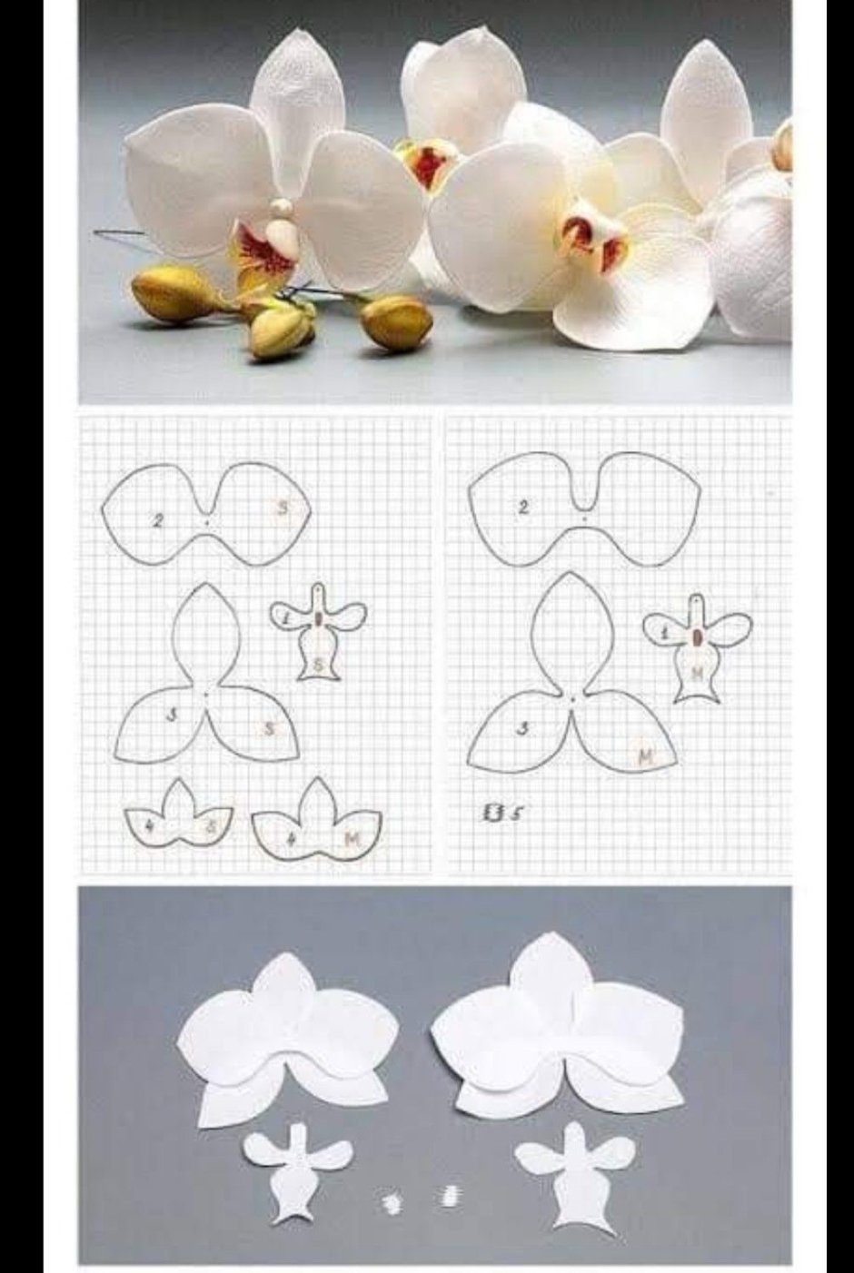 Орхидея фаленопсис шаблоны лепестков