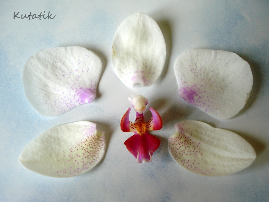 Орхидея Цимбидиум из фоамирана