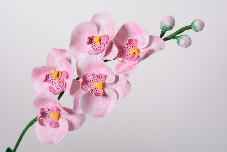 Орхидея гофрированная
