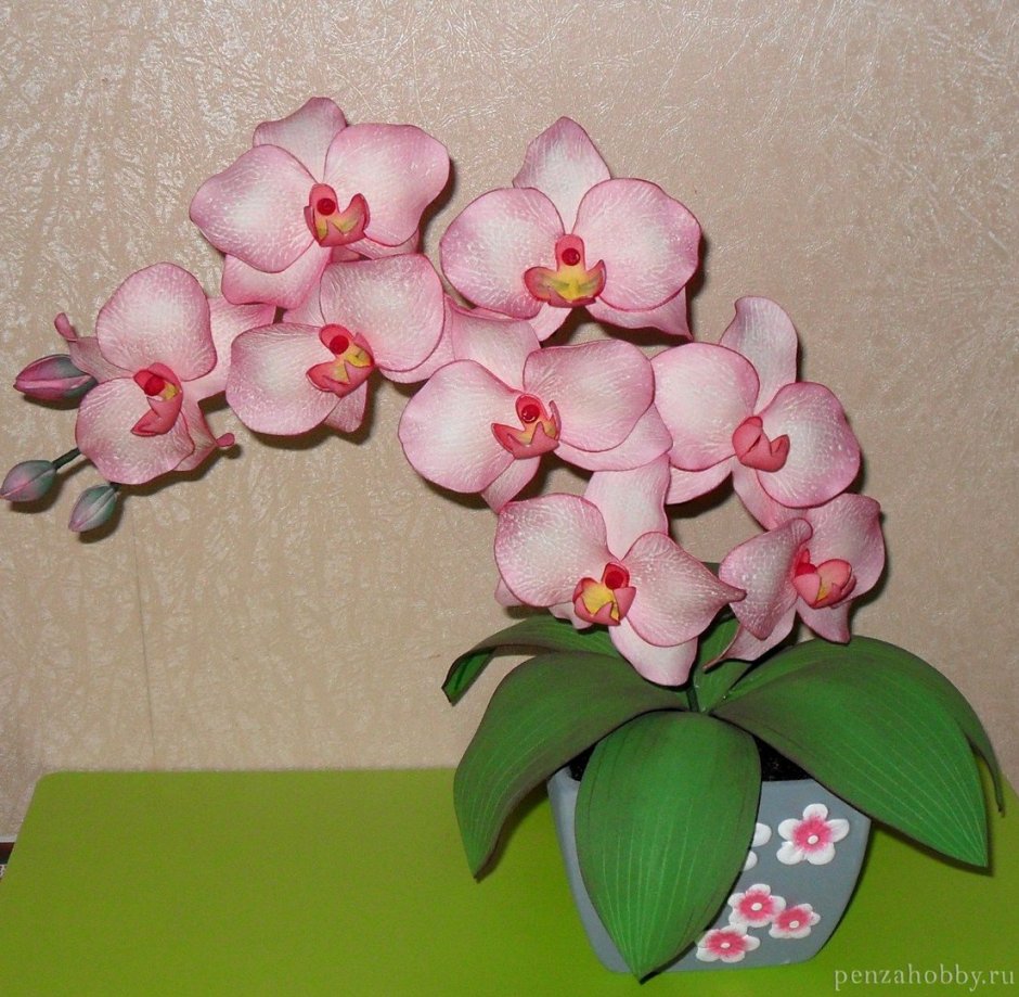 Фаленопсис пинг понг Орхидея
