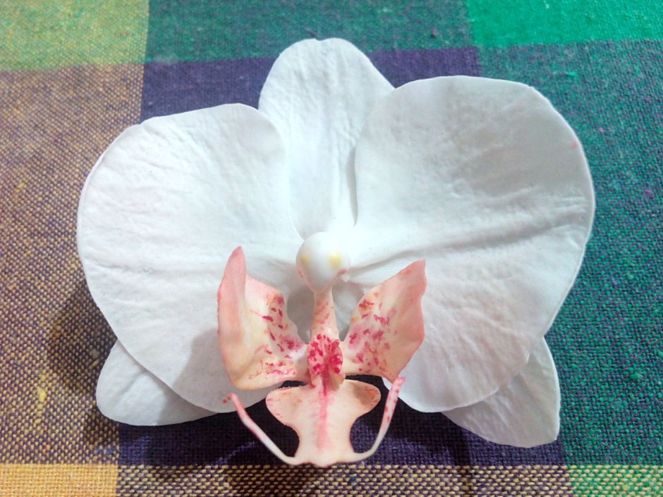 Орхидея Цимбидиум выкройка