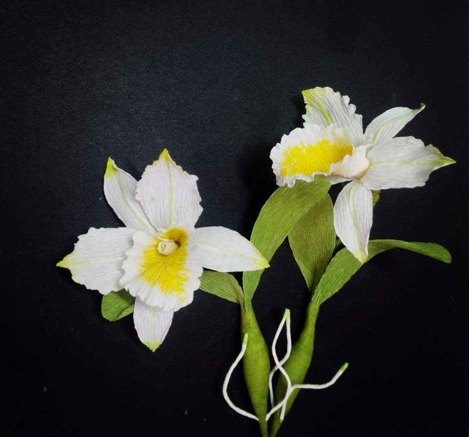 Бутон Орхидея Цимбидиум на белом фоне