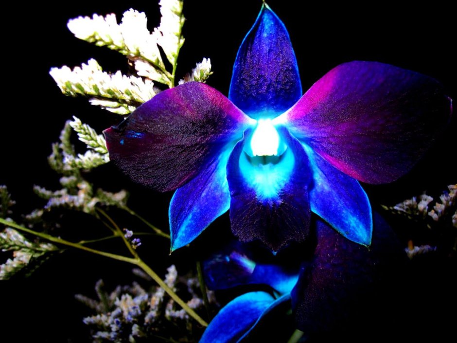 Орхидея Дендробиум синяя космос