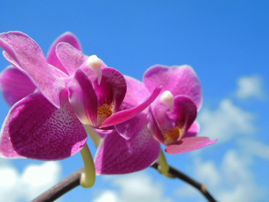 Орхидеи вельвет цветы