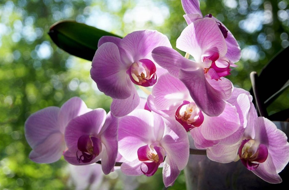 Цветок орхидеи фото крупным планом