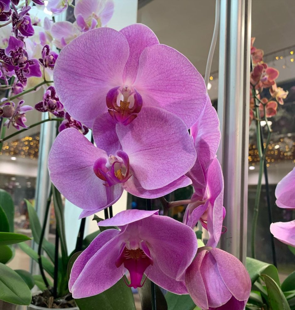 Самые красивые орхидеи