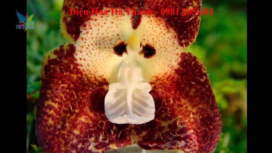 Ятрышник Обезьяний Орхидея