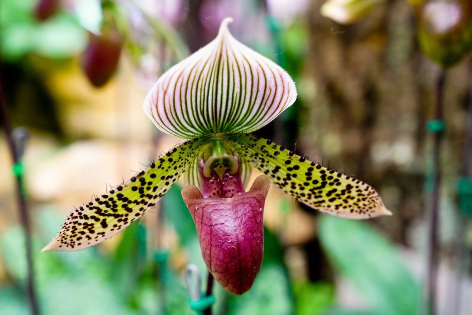 Самая большая Орхидея в мире