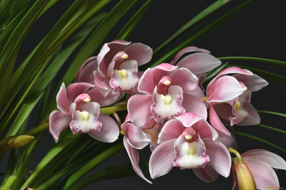 Самоа орхидеи