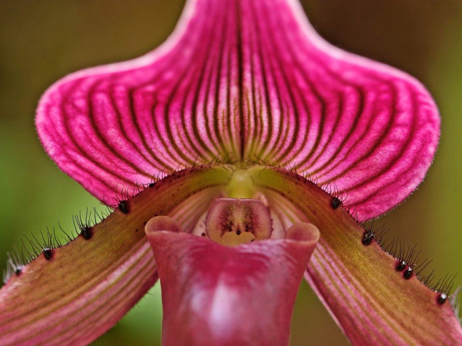 Орхидея бьютифул Грин