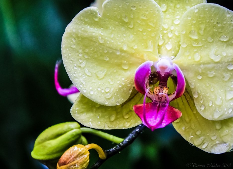 Орхидея фаленопсис Кали